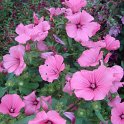 Lavatera trimestris 'Twins Hot'